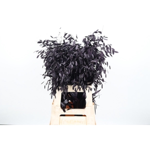 Chasmantium Kl Bh Aubergine