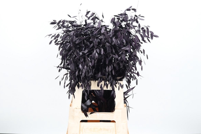 <h4>Chasmantium Kl Bh Aubergine</h4>