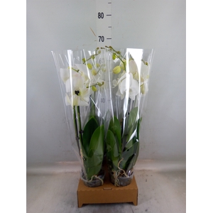 Phalaenopsis   ...white