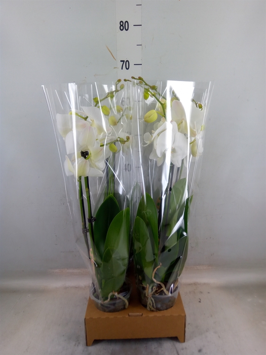 <h4>Phalaenopsis   ...white</h4>