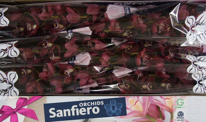 <h4>CYMB T HADES</h4>