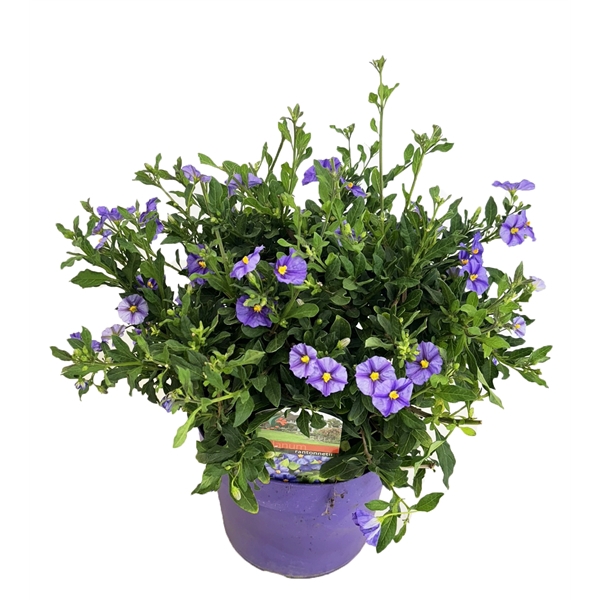 <h4>Solanum rantonetti</h4>