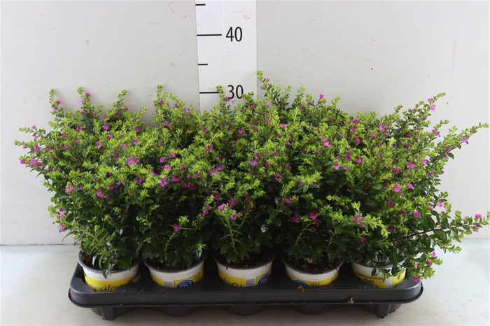 <h4>Cuphea Hyssopifolia Floriglory Rot</h4>