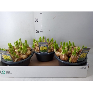 Narcissus  'Tete a tete'