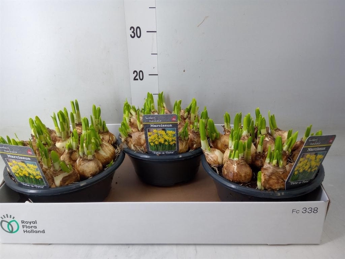 <h4>Narcissus 'Tete a tete'</h4>