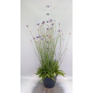 Catananche caerulea   ...