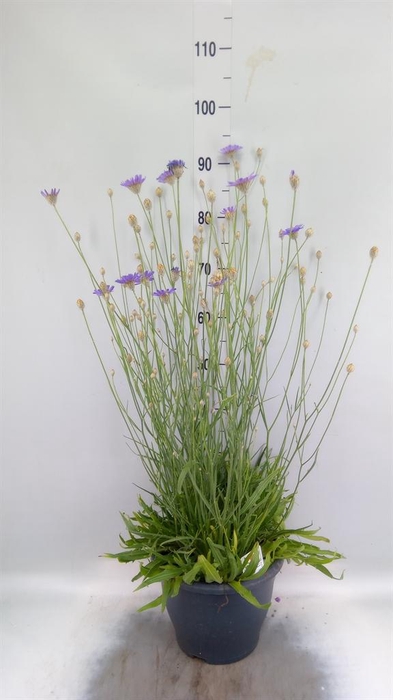 <h4>Catananche caerulea   ...</h4>