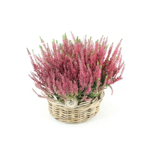 arr4 Outdoor PL - Kubumand calluna
