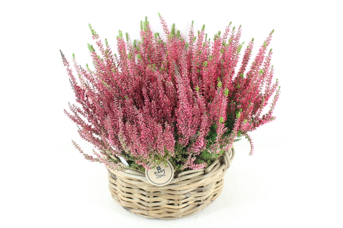 <h4>arr4 Outdoor PL - Kubumand calluna</h4>
