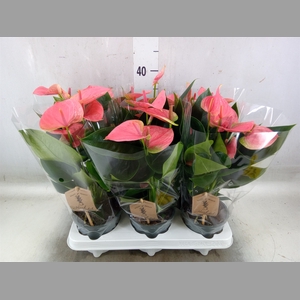 Anthurium andr. 'Sweet Dream'