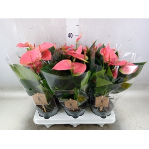 Anthurium andr. 'Sweet Dream'