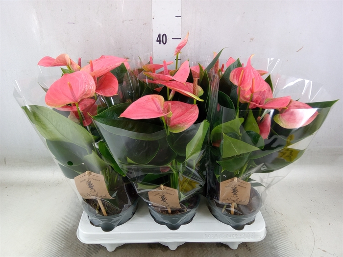 <h4>Anthurium andr. 'Sweet Dream'</h4>