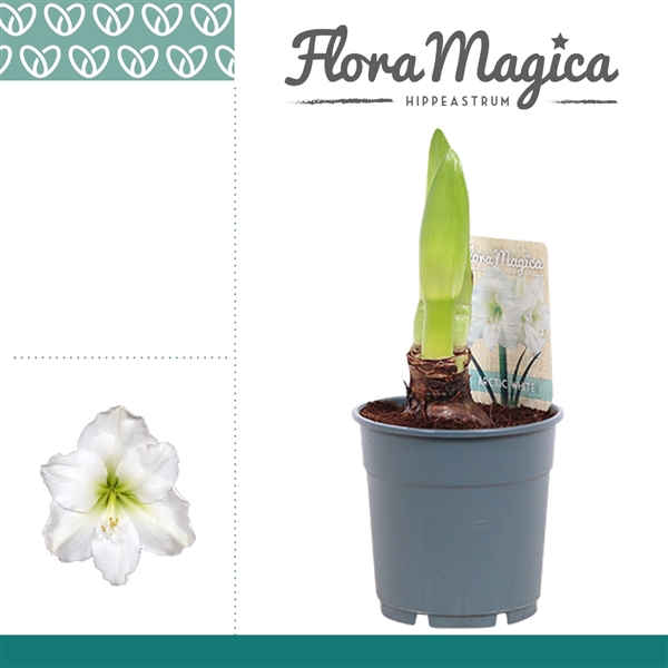 <h4>Hippeastrum Arctic White 1 Knop</h4>