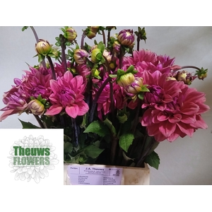 DAHL DEC PINK RUNNER
