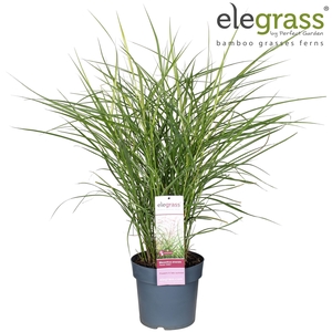 Miscanthus sin. 'Ferner Osten'