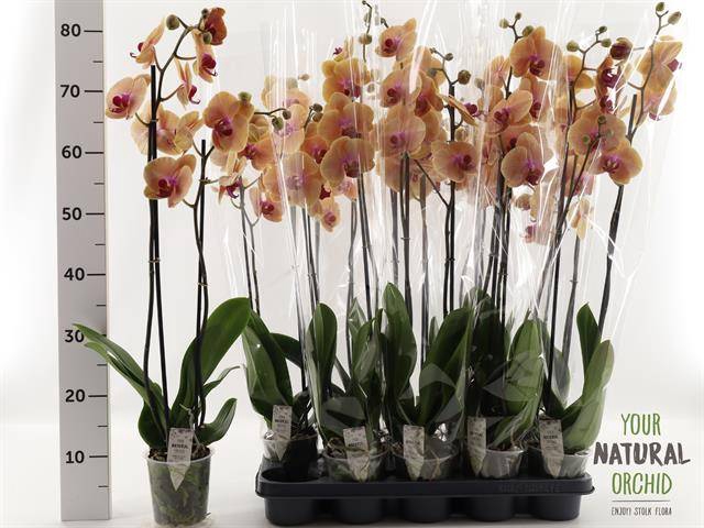 <h4>PHAL CARIBBEAN DREAM 2 TAK</h4>