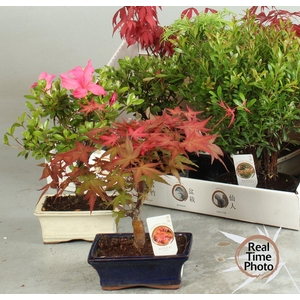 BONSAI GEM