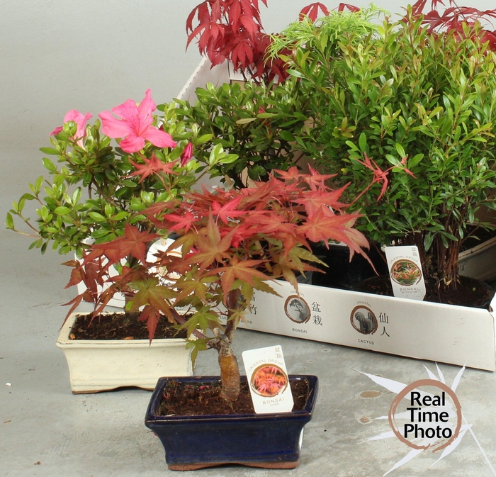 <h4>BONSAI GEM</h4>