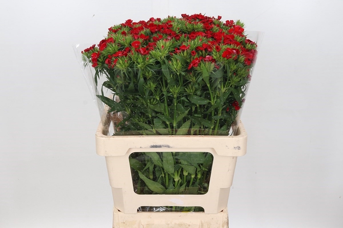 Dianthus Br Am Red Baron
