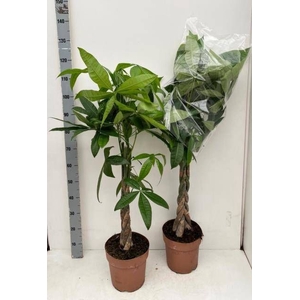 PACHIRA AQUATICA