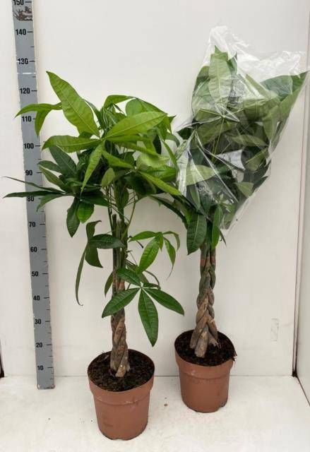 <h4>PACHIRA AQUATICA</h4>