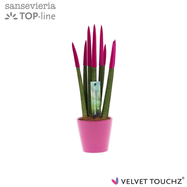 <h4>Sansevieria VELVET TOUCHZ® Fuchsia In keramiek R'dam</h4>