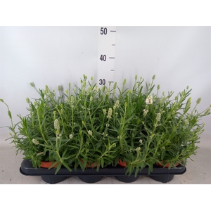 Lavandula angus. 'Ellagance Ice'