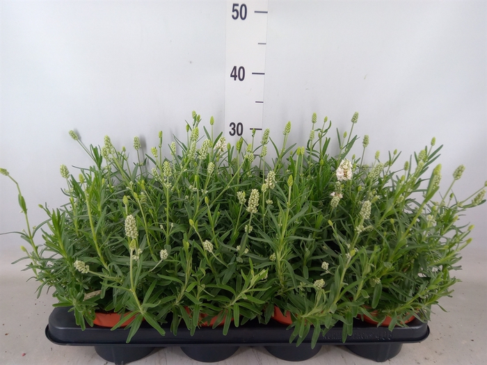 <h4>Lavandula angus. 'Ellagance Ice'</h4>