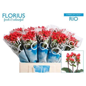 Hyp Coco Rio 60cm