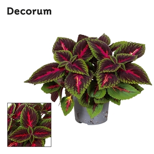 Coleus Ruby Road Decorum