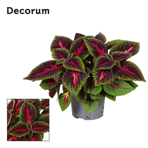 <h4>Coleus Ruby Road Decorum</h4>
