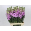 Matthiola Iron Pink
