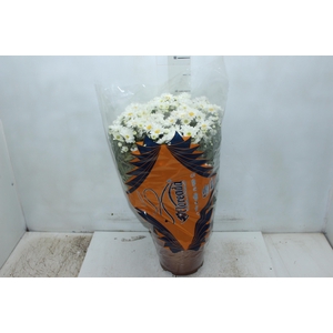CRISANTEMO BOLA BELGA P20 BRANCO