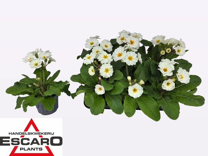 <h4>PRIM EL ST WEISS</h4>