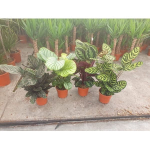 Calathea   ...mix