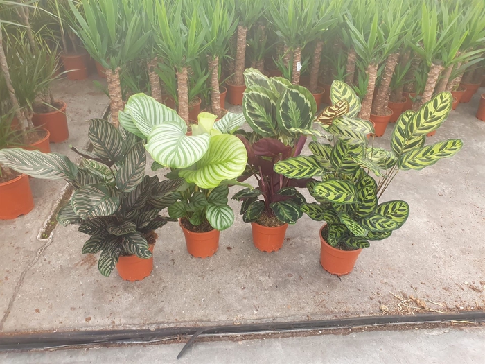 <h4>Calathea   ...mix</h4>