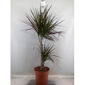 Dracaena marg. 'Magenta'