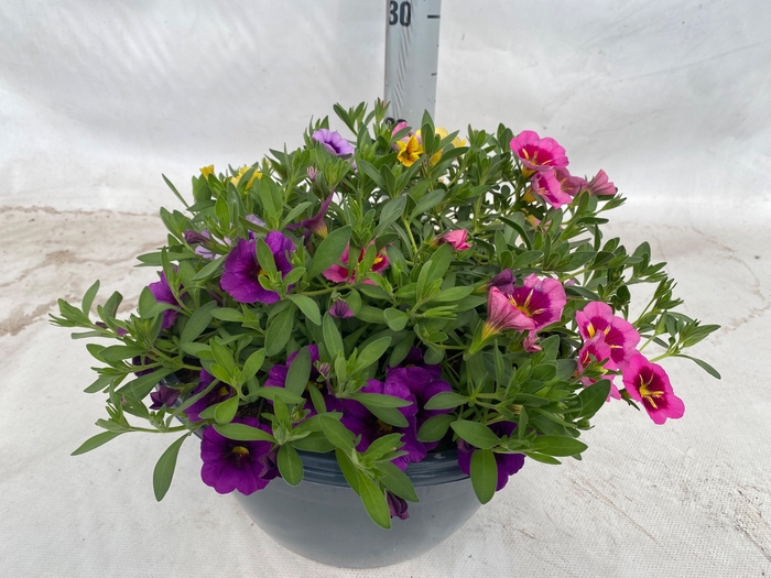 <h4>CALIB AL GEM</h4>