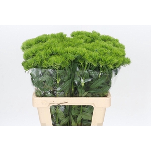 Dianthus Br Kiwi Mellow