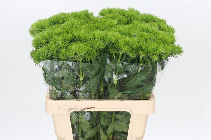 <h4>Dianthus Br Kiwi Mellow</h4>