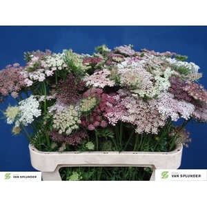 DAUCUS CAROTA DARA