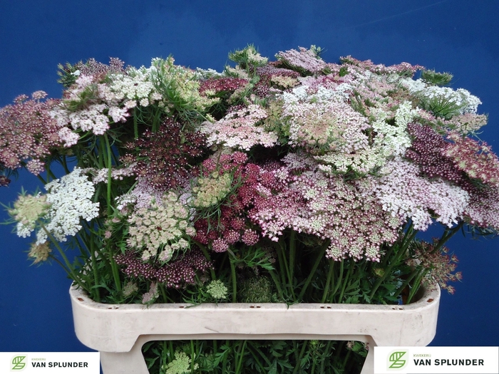 <h4>DAUCUS CAROTA DARA</h4>