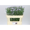 Aster Cassandra