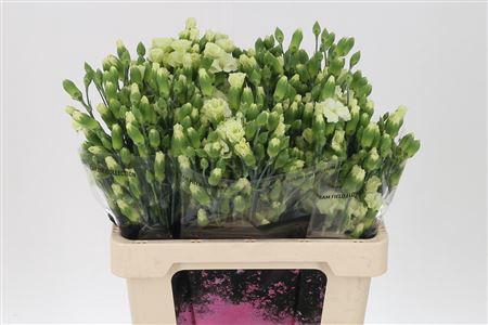 <h4>Di Te Solomio Bern</h4>