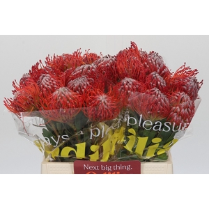 Nutans Rigoletto Red