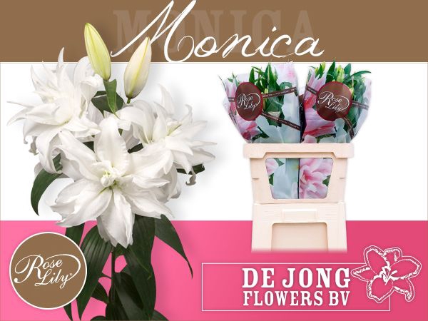 <h4>LI OR DU RL MONICA</h4>