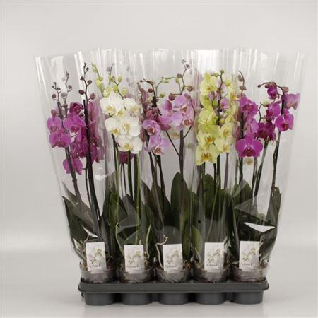 <h4>Phal Gemengd 3 Tak</h4>