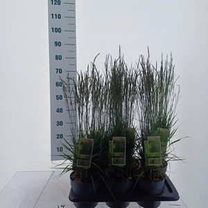 Molinia caerulea