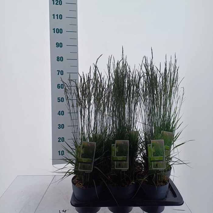 <h4>Molinia caerulea</h4>