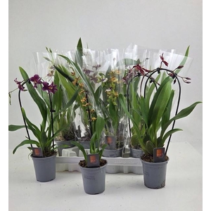 ORCHIDEEEN GEM